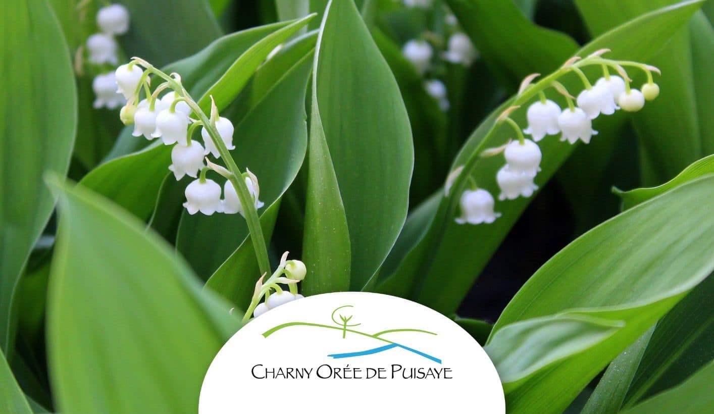 Design sans titre - 1